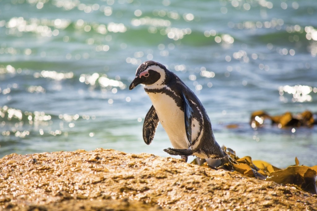 La faune et la flore du Afrique du Sud Afrique du Sud Découverte