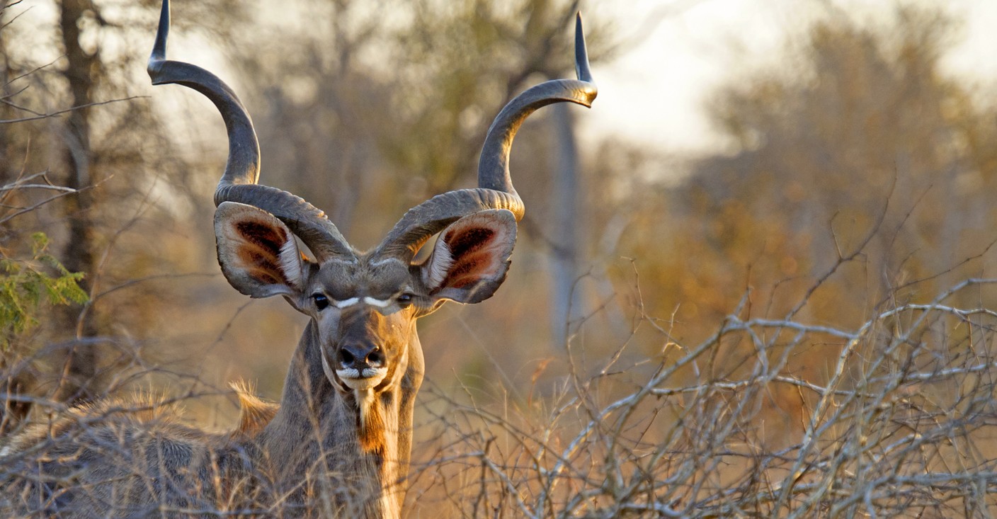 L’antilope ou plutôt les antilopes d’Afrique du Sud