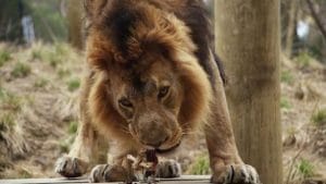rehabilitación-león-peruano-sudáfrica