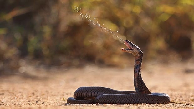 faune-Rinkhals-serpent-afrique-du-sud
