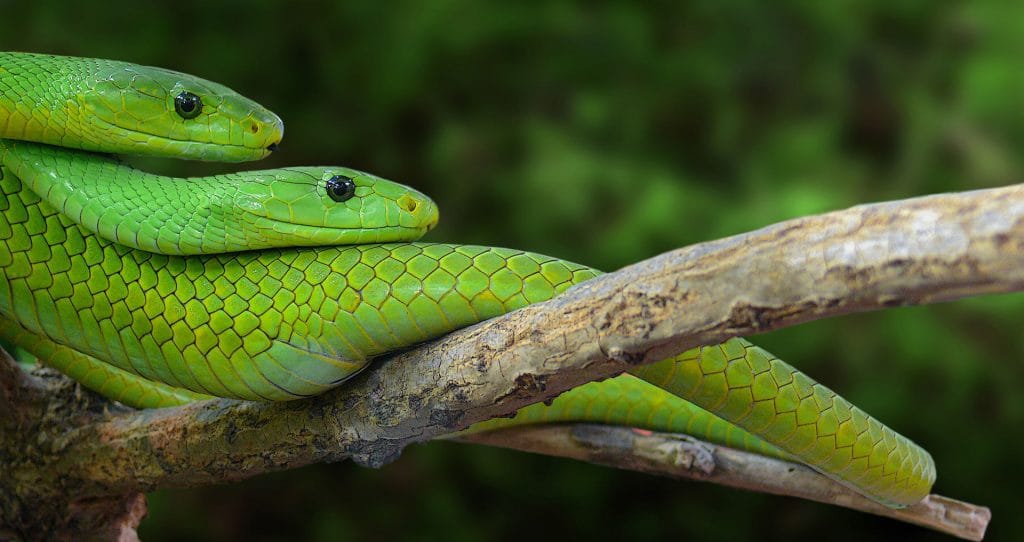faune-serpent-mamba-vert-oriental