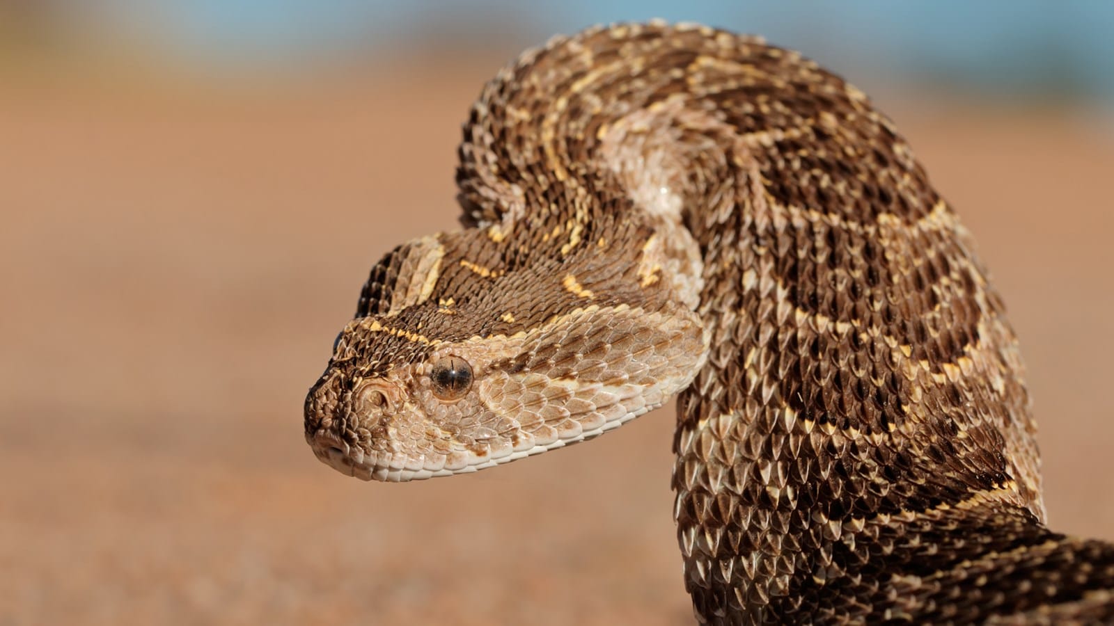 Animal Le Plus Dangereux D Afrique Les serpents les plus dangereux d'Afrique du Sud (1ère partie