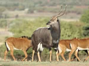 antilope-nyala-male-femelle-afrique-sud-decouverte