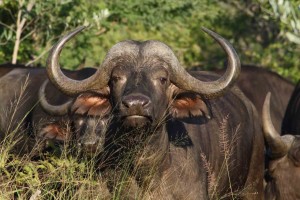 Parque Nacional Buffalo Kruger