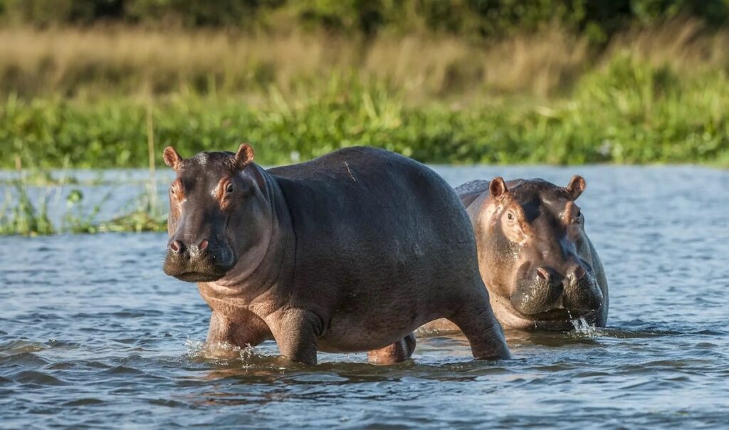 hippopotame-bebe-is-afrique-du-sud-decouverte
