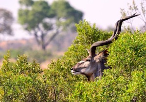 kudu-tete-afrique-sud-decouverte
