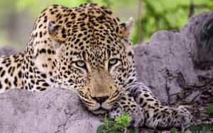leopard-sabie-sand-is-afrique-sud-decouverte