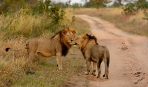 lions-couple-afrique-sud-decouverte