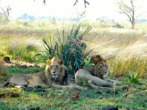 lions-couple-savane-afrique-sud-decouverte