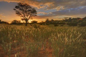 paysage-kalahari-afrique-sud-decouverte