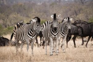 zebres-gnous-is-afrique-du-sud-decouverte
