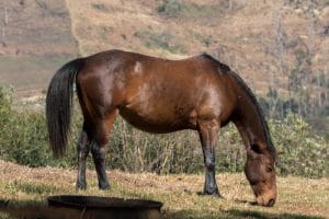 boeperd-chevaux-afrique-du-sud