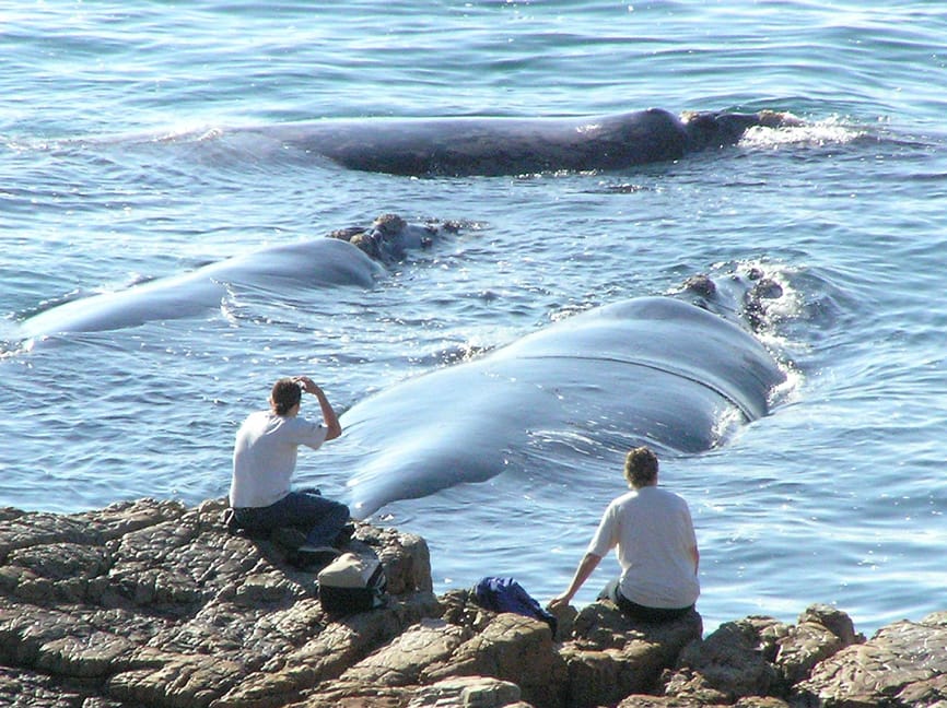 observation-baleines-afrique-du-sud-decouverte
