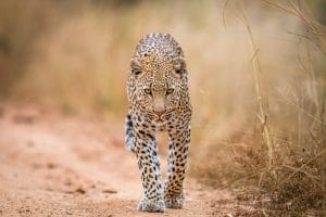 Leopard au Kruger