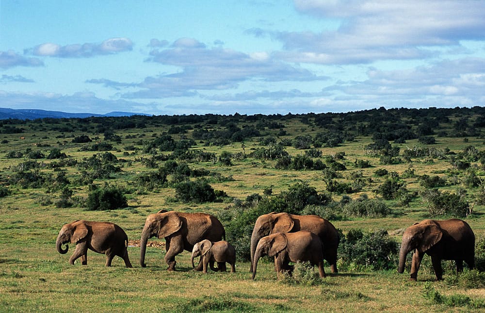elefante-addo-sudáfrica-descubrimiento