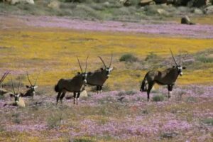 oryx-namaqualand-flor-sudáfrica-descubrimiento