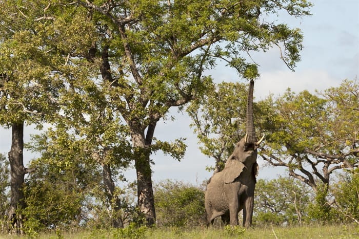 amarula-elephant-afrique-du-sud-decouverte