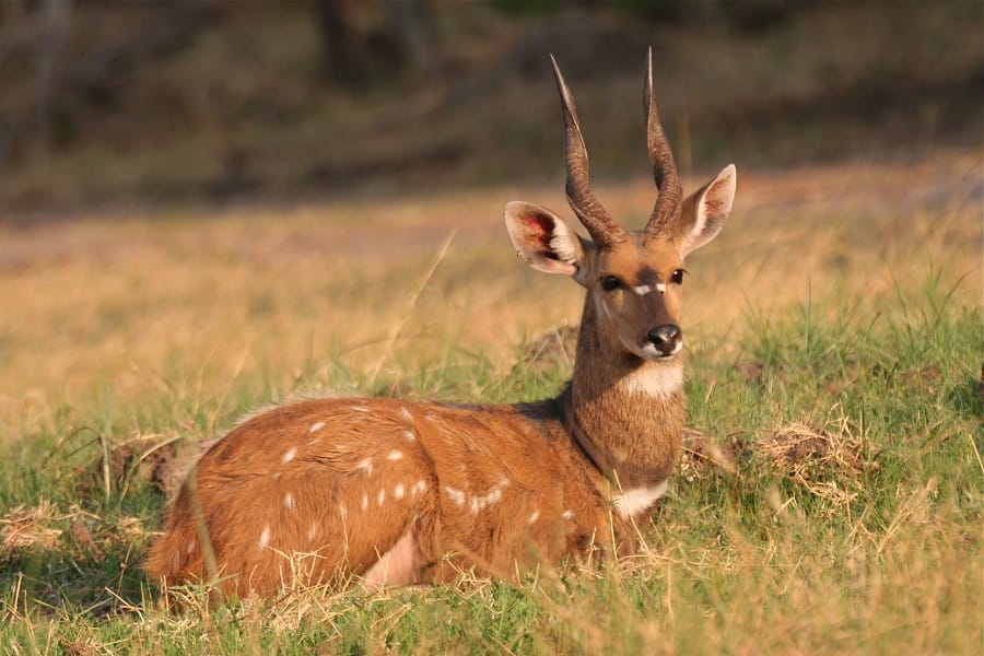 antilope-bushbuck-afrique-du-sud-decouverte