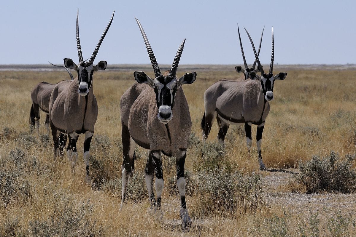 antilope-gemsbok-afrique-du-sud-decouverte