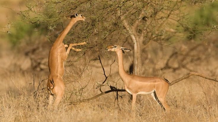 antilope-gerenuk-afrique-du-sud-decouverte