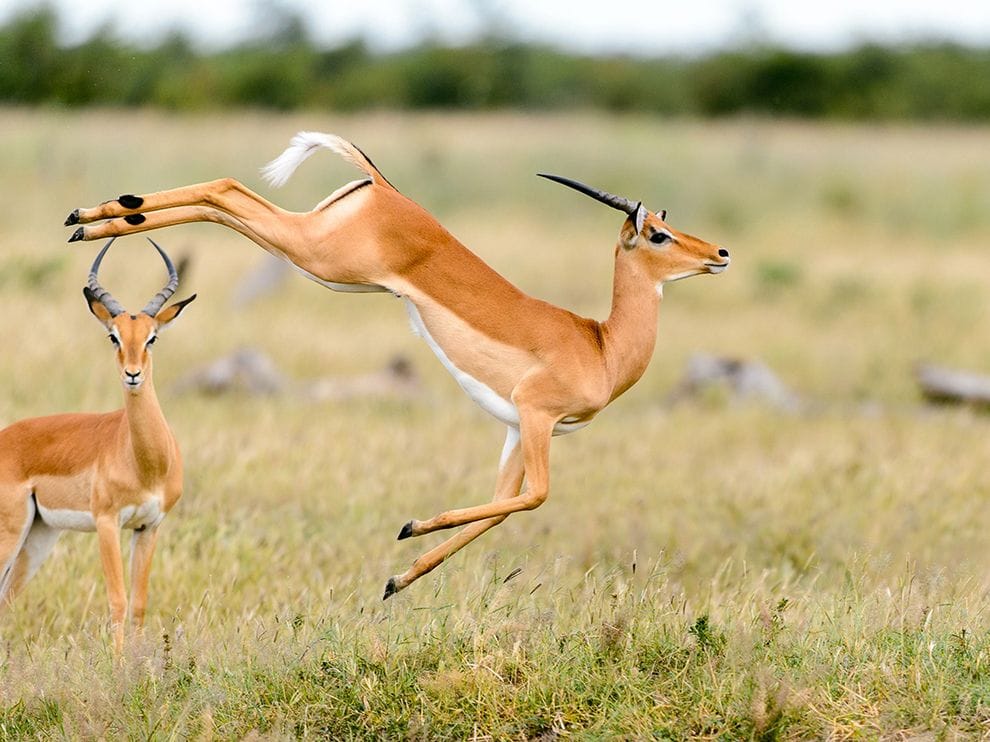 antilope-impala-afrique-du-sud-decouverte