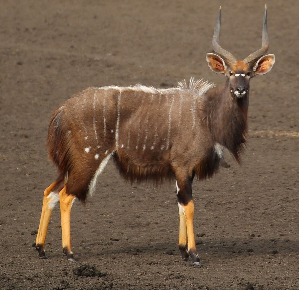 antilope-nyala-afrique-du-sud-decouverte