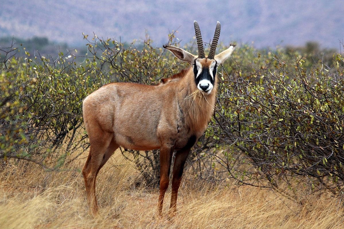 antilope-roan-afrique-du-sud-decouverte
