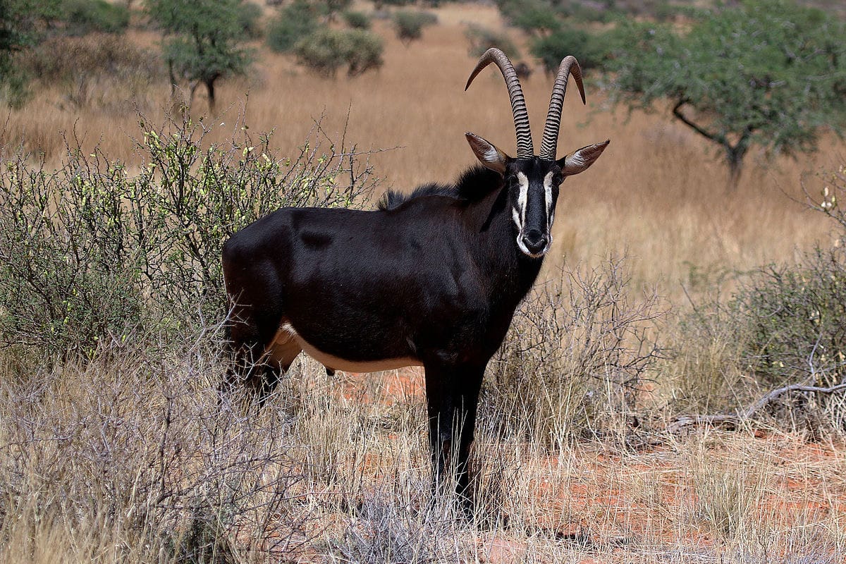 antilope-sable-afrique-du-sud-decouverte