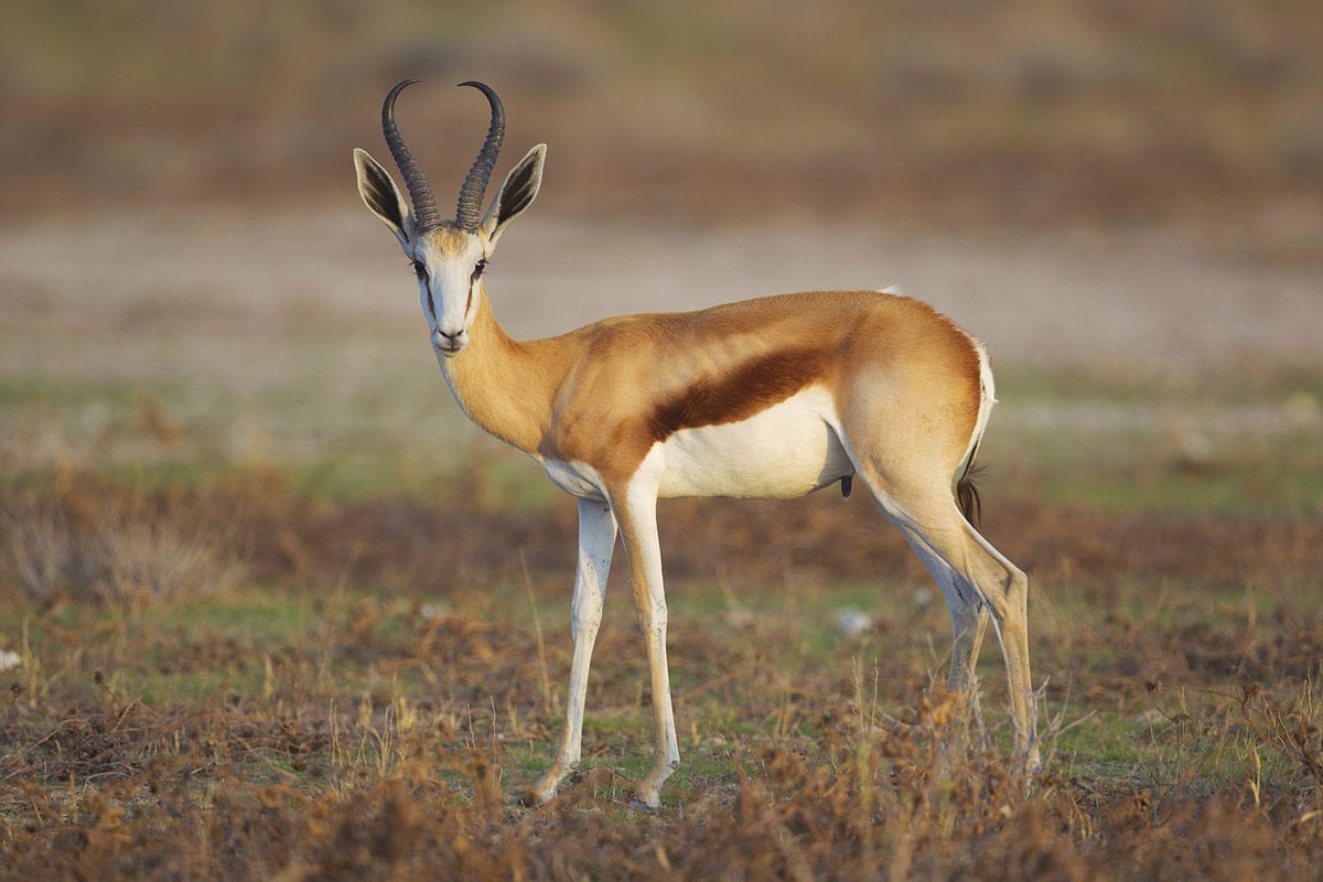 antilope-springbok-afrique-du-sud-decouverte