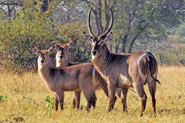 antilope-waterbuck-afrique-du-sud-decouverte