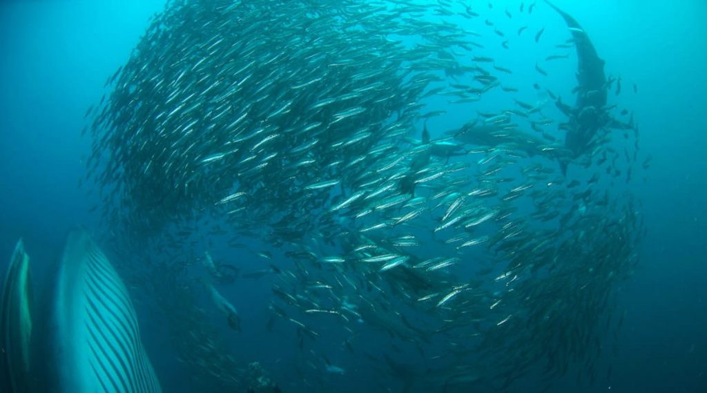 sudáfrica-sardine-run-sud-africa-discovery