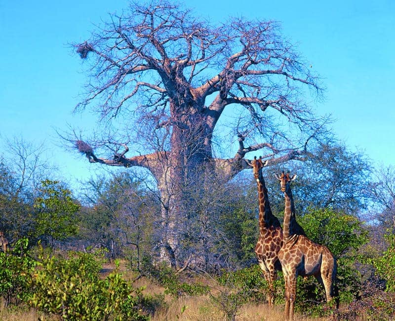 baobabs-girafes-afrique-du-sud-decouverte