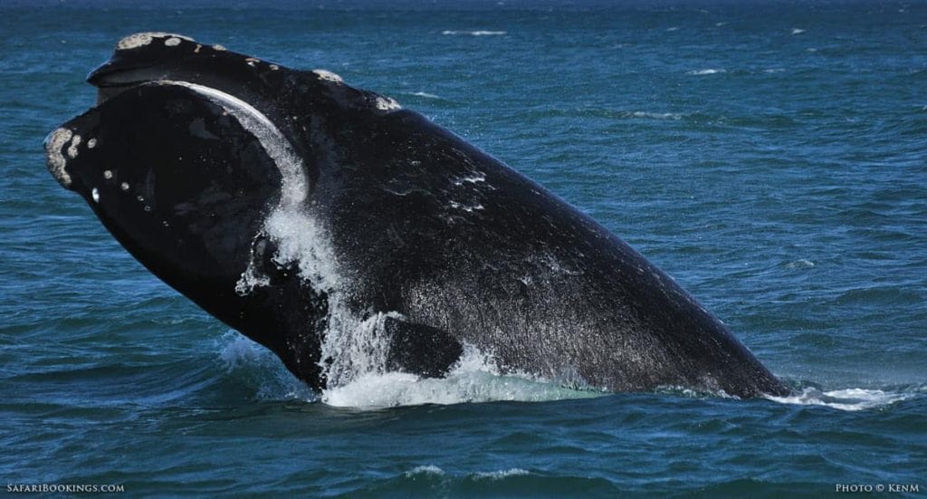 big-seven-baleine-franche-australe-afrique-du-sud-decouverte
