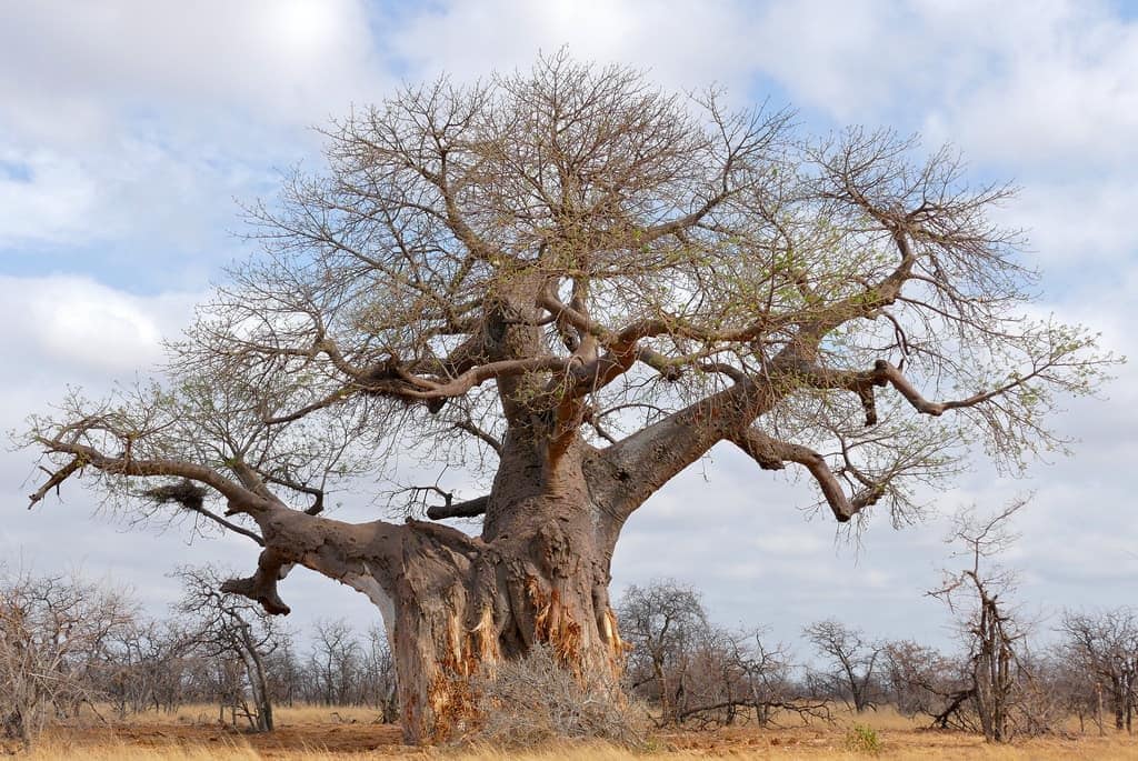 lugares-naturales-baobabs-mapungubwe-sudáfrica-descubrimiento
