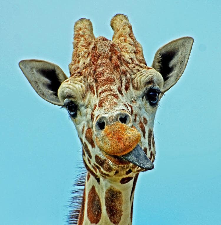 faune-girafe-langue-afrique-du-sud-decouverte