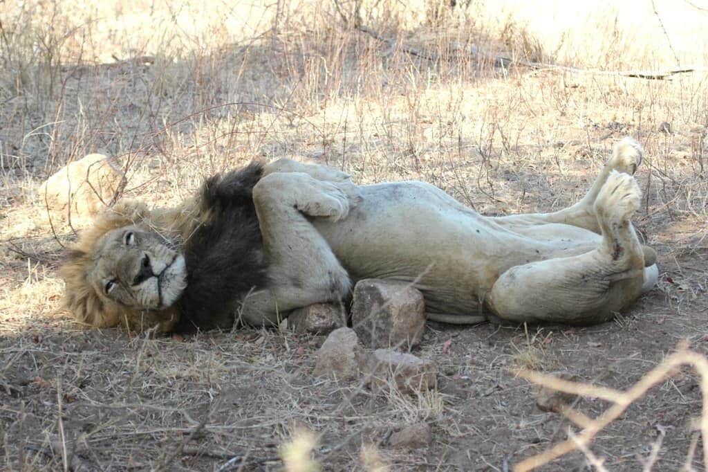 faune-lion-dort-dormir-afrique-du-sud-decouverte