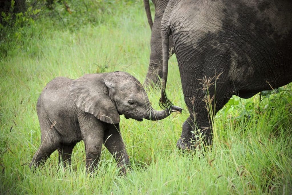 bebes-animaux-elephant-afrique-du-sud-decouverte