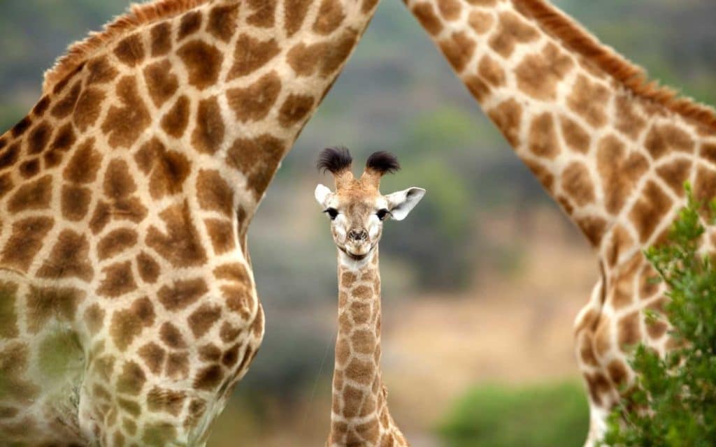 bebes-animaux-giraffe-afrique-du-sud-decouverte