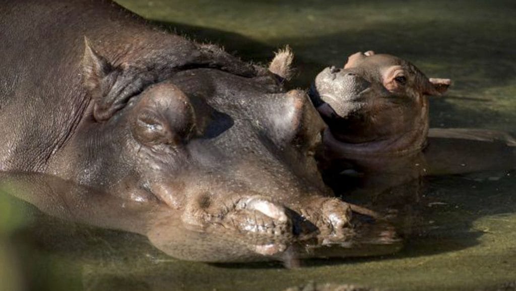 bebes-animaux-hippopotame-afrique-du-sud-decouverte