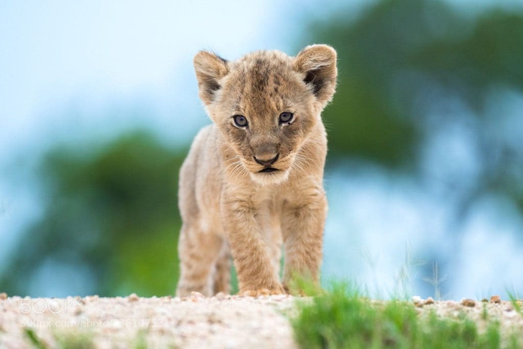bebes-animaux-lionceau-afrique-du-sud-decouverte