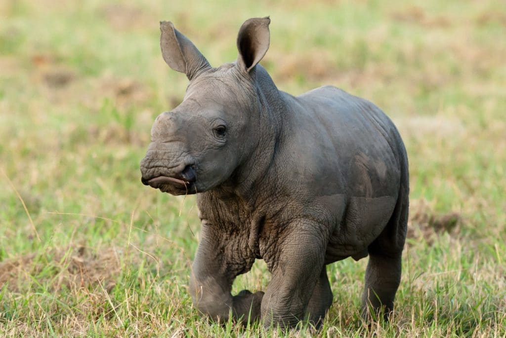 bebes-animaux-rhinoceros-afrique-du-sud-decouverte