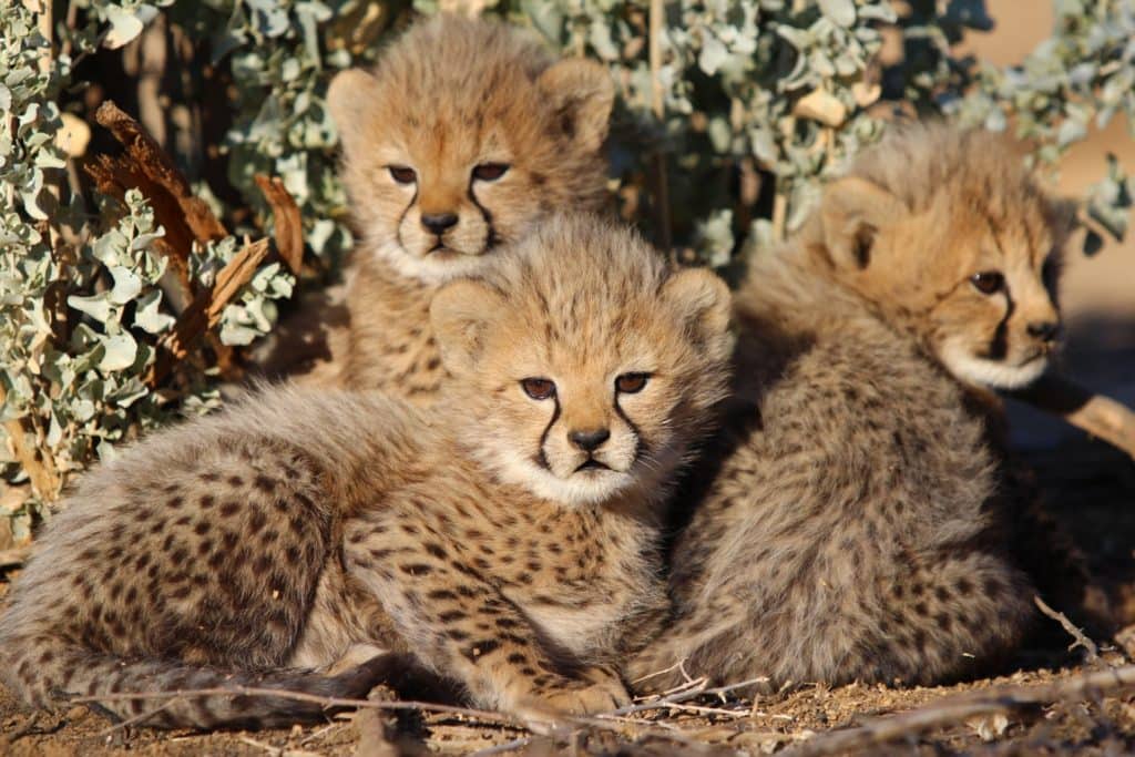 bebes-sauvages-guepard-afrique-du-sud-decouverte
