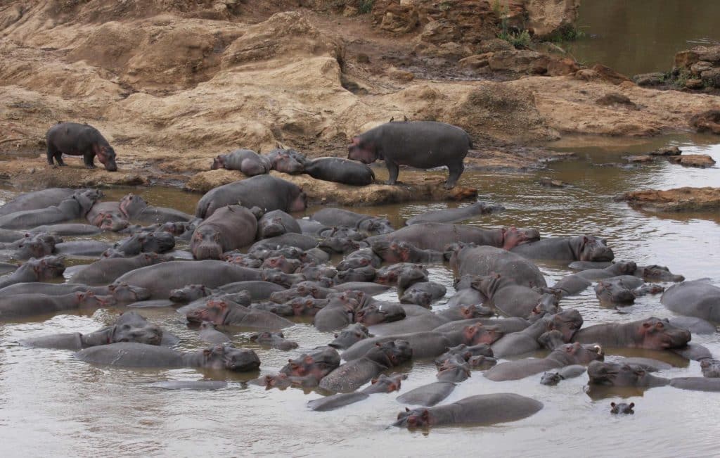 hippopotames-etang-afrique-du-sud-decouverte