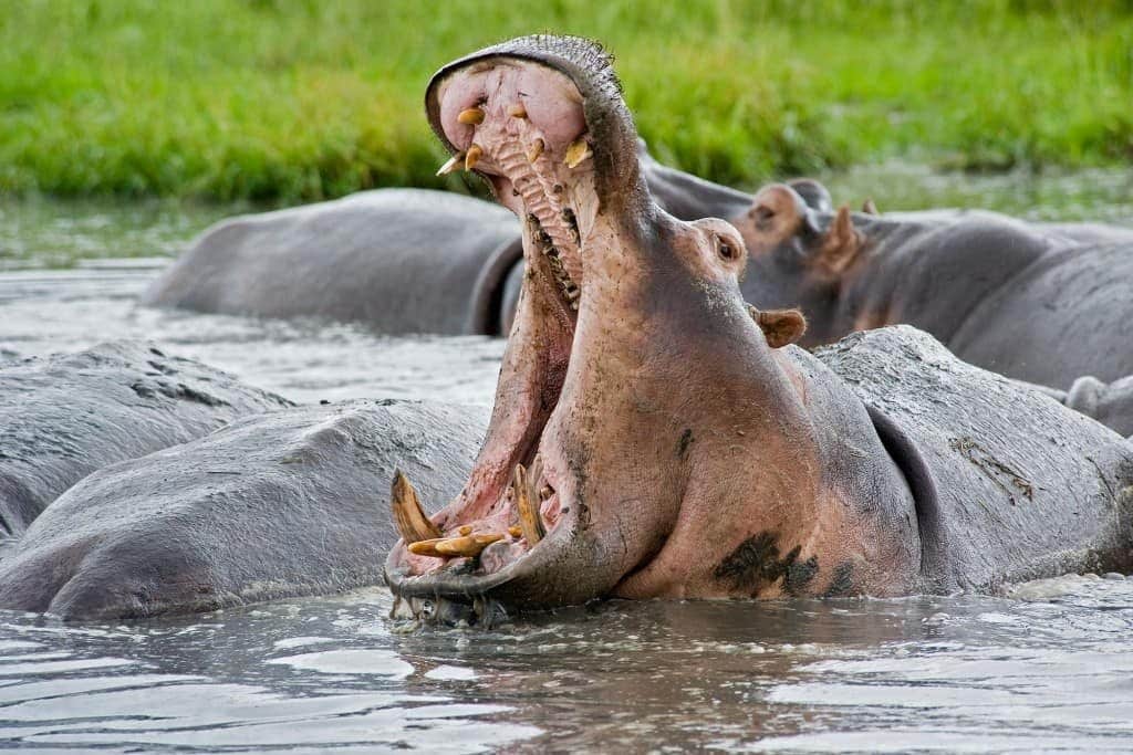 hippopotames-gueule-ouverte-afrique-du-sud-decouverte