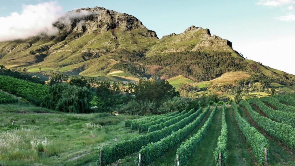 vins-du-cap-stellenbosch-vineyards-afrique-du-sud-decouverte